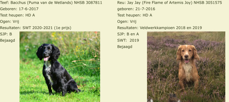 Teef: Bacchus (Puma van de Wetlands) NHSB 3087811 Geboren: 17-6-2017 Test heupen: HD A Ogen: Vrij Resultaten: SWT 2020-2021 (1e prijs) SJP: B  Bejaagd Reu: Jay Jay (Fire Flame of Artemis Joy) NHSB 3051575 geboren: 21-7-2016 Test heupen: HD A Ogen: Vrij Resultaten: Veldwerkkampioen 2018 en 2019 SJP: B en A SWT:  2019 Bejaagd